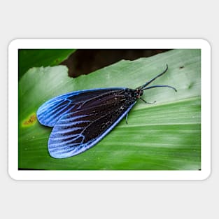 A gorgeous Pompelon marginata with shiny blue wing tips! Sticker